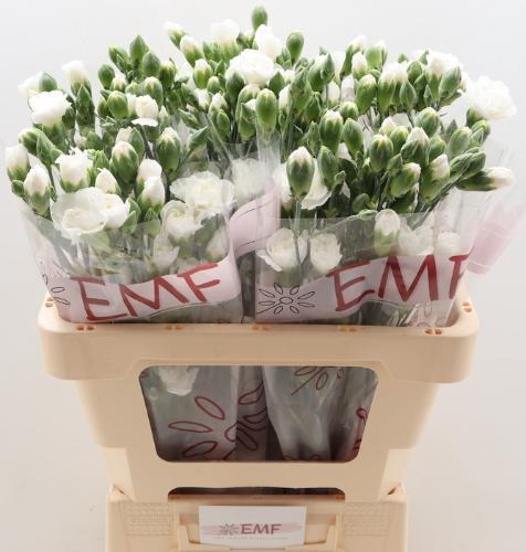 Dianthus tros Blanquita