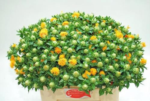 Carthamus tinctorius overig