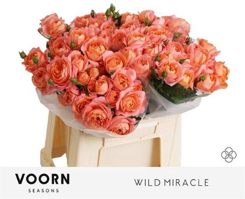 Rosa tros Wild Miracle