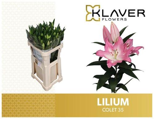 Lilium (Oriental Grp) 'Colet'