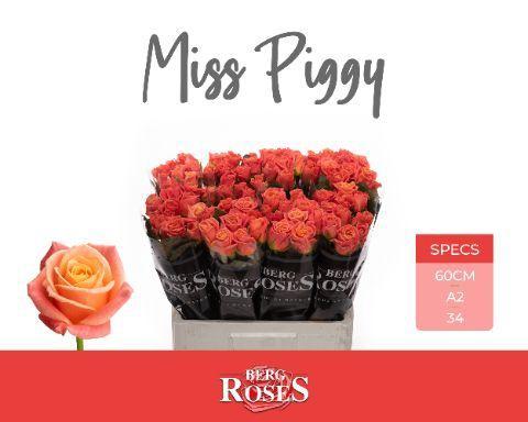 Rosa grootbloemig Miss Piggy+
