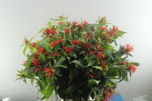 Monarda 'Red Fountain'