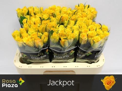 Rosa kleinbloemig Jackpot+