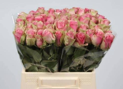 Rosa grootbloemig Belle Rose