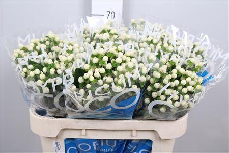 Hypericum Coco Uno
