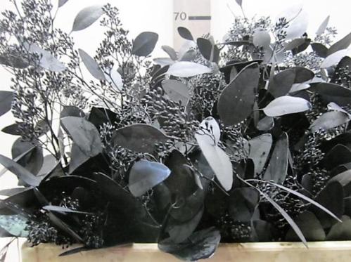 Eucalyptus kleurbehandeld per bos H%