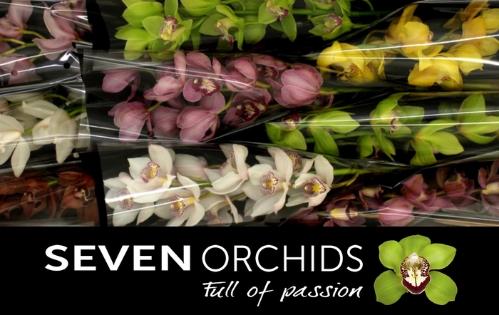 Cymbidium grootbloemig per tak gemengd