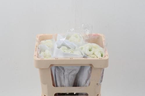 Ranunculus asiaticus 'Elegance White'