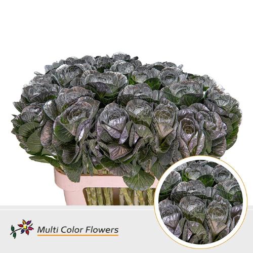 Brassica oleracea kleurbehandeld H%