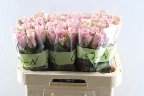 Rosa grootbloemig Athena Royale