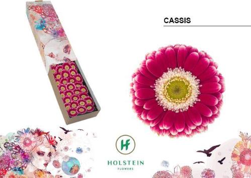 Gerbera mini 'Cassis'