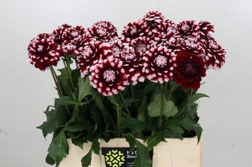 Dahlia 'Checkers'