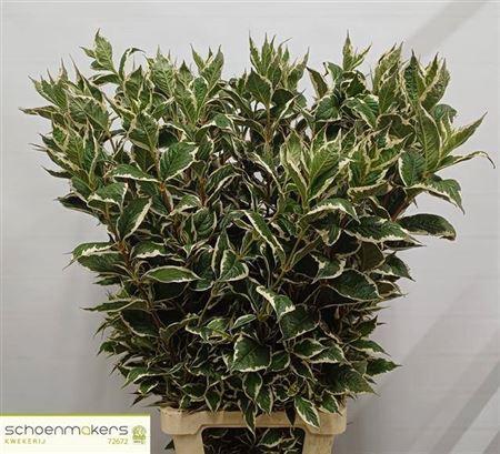 Weigela Sunny Fantasy