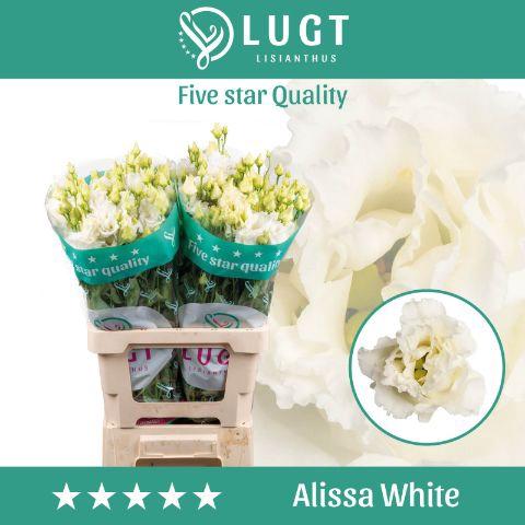 Eustoma russellianum gevuldbloemig 'Alissa White'