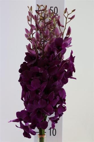 Dendrobium overig