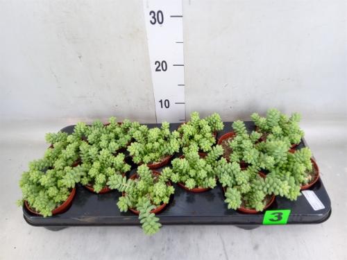 Sedum burrito