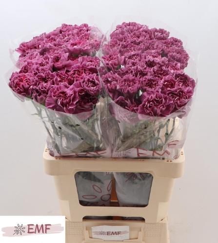 Dianthus standaard 'Mustang'