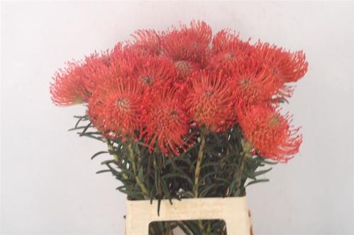 Leucospermum cordifolium 'Succession'
