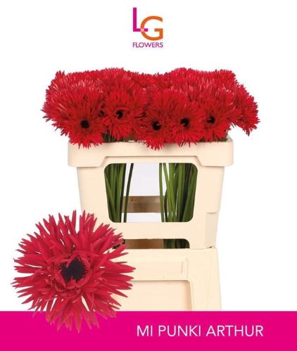 Gerbera mini Punki Arthur