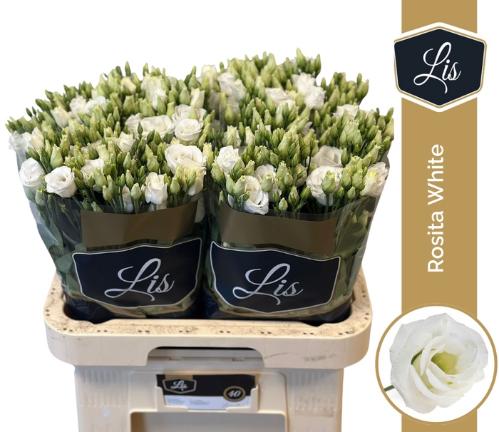 Eustoma russellianum gevuldbloemig 'Rosita White'
