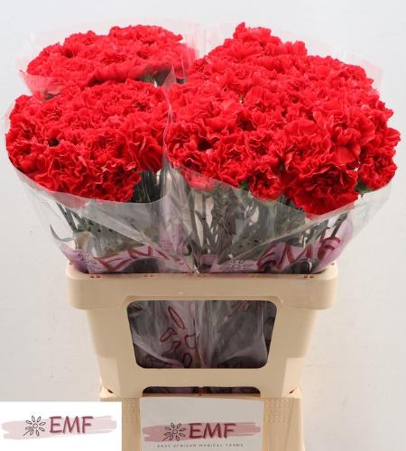 Dianthus standaard Grand Slam