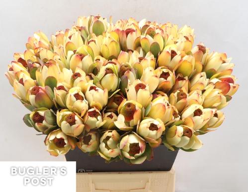 Leucadendron discolor 'Pom-pom'