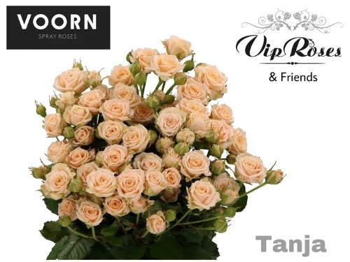 Rosa tros Tanja