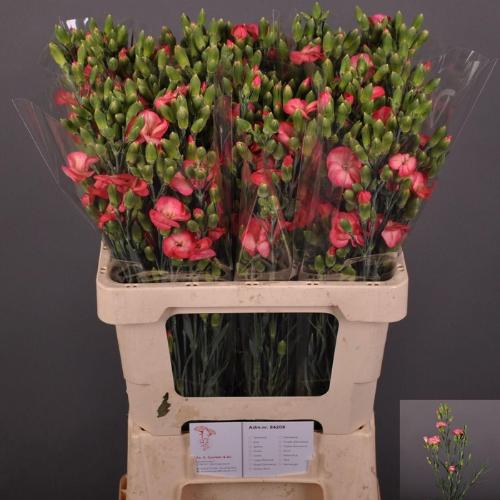 Dianthus tros Solomio Fen