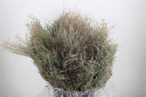 Thymus capitatus per bos