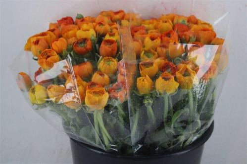 Ranunculus asiaticus 'Elegance Orange'