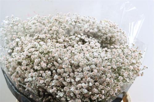 Gypsophila overig kleurbehandeld H%