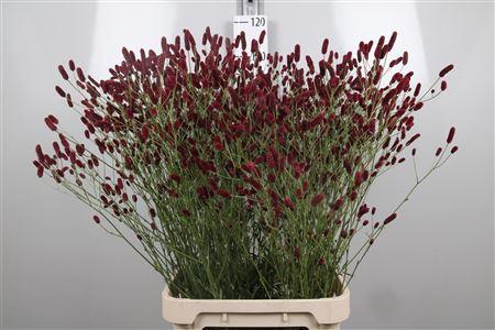 Sanguisorba officinalis 'Strawberry Dream'