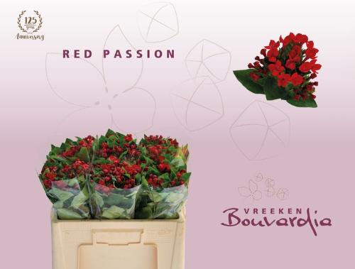 Bouvardia enkelbloemig Red Passion