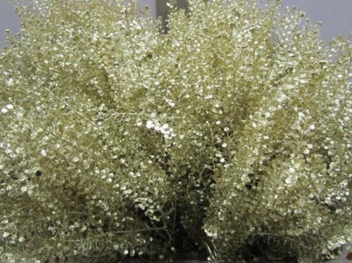 Lepidium kleurbehandeld H%