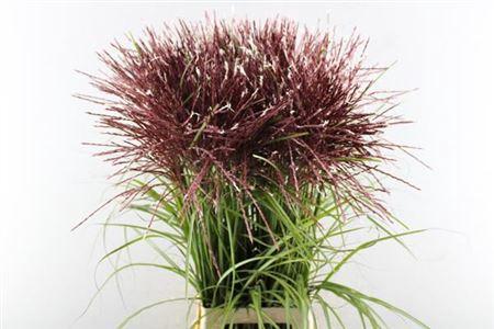 Miscanthus 'Rotfeder'