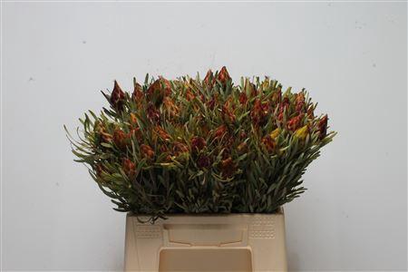 Leucadendron rubrum