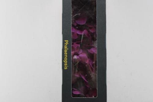 Phalaenopsis per tak Anthura Montreux