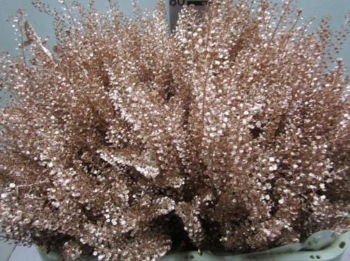 Lepidium kleurbehandeld H%