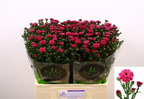 Aster Novi-belgii Grp 'Flash'