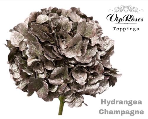 Hydrangea overig kleurbehandeld H%