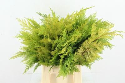 Coniferen snijgroen