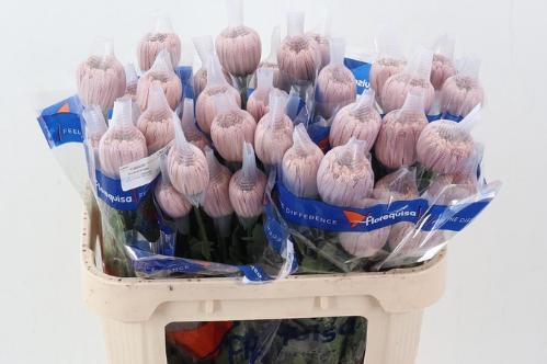 Chrysanthemum geplozen kas overig