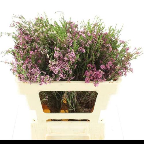 Erica corifolia