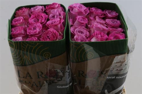 Rosa grootbloemig Queens Crown