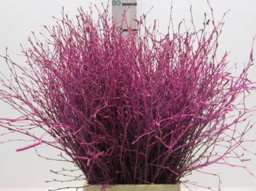 Betula kleurbehandeld H%