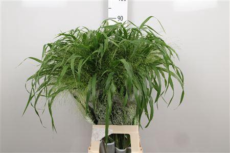 Panicum 'Fountain'