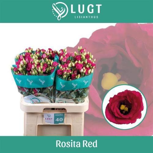 Eustoma russellianum gevuldbloemig 'Rosita Red'