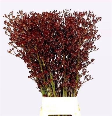 Eryngium pandanifolium Magical Red Thunder