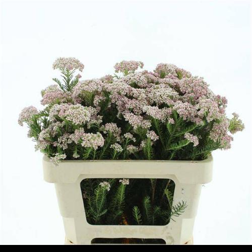 Ozothamnus diosmifolius 'Pink Panther'
