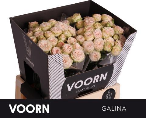 Rosa tros Galina